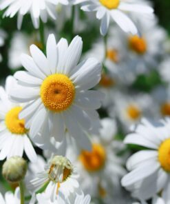 Outsidepride Perennial Roman Chamomile Evergreen Carpet Herb Garden Plants - 25000 Seeds 15 81g5eh8UvGL