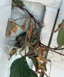 Roundup Ready-To-Use Weed & Grass Killer III -- with Sure Shot Wand, Use in & Around Vegetable Gardens, Tree Rings, Flower Beds, Patios & More, Kills to the Root, 1.33 gal. 31 81g6axQ8ISL 2