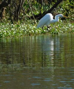 Nikon COOLPIX L840 Digital Camera with 38x Optical Zoom and Built-In Wi-Fi (Red) Red Base 54 81g6yweiTL