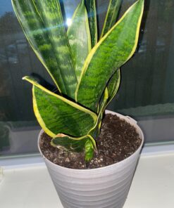 Espoma Organic 8 Ounce Concentrated Indoor! Plant Food - Indoor Plant Fertilizer for Large & Small Plants Like Pothos, Fiddle Leaf Fig, Monstera, Snake & Palms 34 81g73ICPQ9L