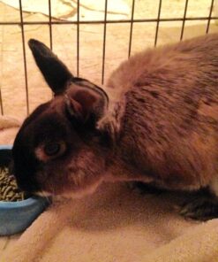 Living World Ergonomic Food Dish, for Small Animals, Blue, Small, 4.22oz, 61682A1 32 81g9w74ydvL