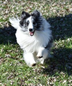 Nikon 70-300 mm f/4-5.6G Zoom Lens with Auto Focus for Nikon DSLR Cameras 30 81gA9BjOw L