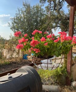 Scotts Super Bloom Water Soluble Plant Food, 2 lb - NPK 12-55-6 - Fertilizer for Outdoor Flowers, Fruiting Plants, Containers and Bed Areas - Feeds Plants Instantly 51 81gB0RcKPmL