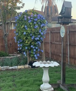 Scotts Turf Builder Grass Seed Fall Overseeding Mix, Thickens & Strengthen to Help Prevent Future Weeds, 15 lbs. 15 lb. 46 81gDpYnMFVL