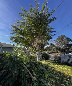 Sun Joe SWJ800E 8-Inch 6.5-Amp Telescoping Electric Pole Chain Saw with Automatic Chain Lubrication System Pole Saw 8-Inch Bar/Chain 8.7' Max. Extension 40 81gG5LlFwQL