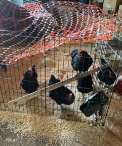 Hatortempt 10lbs Bulk Dried Mealworms - Premium Non-GMO Organic Chicken Feed, Nutritious High Protein Meal Worms- Food and Treats for Laying Hens, Wild Birds, Ducks, Reptiles, Fish, Hedgehogs, Turtles 10 Pound (Pack of 1) 35 81gKIU0clpL