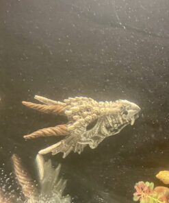 Penn-Plax Deco-Replicas Dragon Skull Gazer Aquarium Decoration – Safe for Freshwater and Saltwater Fish Tanks – Large 14 81gOntBq3 L