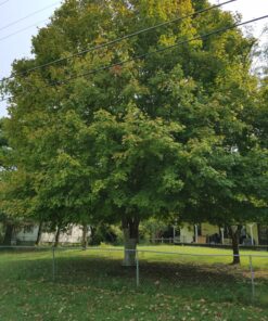 Dewitt 3-Inch by 50-Foot Tree Wrap White TW3W 25 81gOzkx6nBL