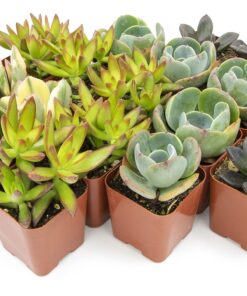 Succulents Plants Live (20PK) Potted Succulent Plants Live House Plants, Cactus Plants Live Plants Indoor Plants Live Houseplants, Indoor Plant Succulents Live Plant House Plant by Plants for Pets 20-PACK 47 81gQcaDKHIL