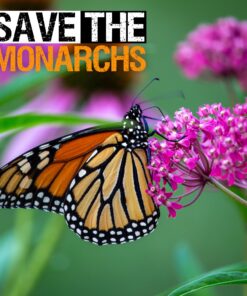 Seed Needs, Pink Swamp Milkweed Seeds for Planting (Asclepias incarnata) Heirloom, Open Pollinated & Untreated, Attracts Monarch Butterflies (2 Packs) 2 Packs (200 Seeds) 25 81gXgoi5d0L 2