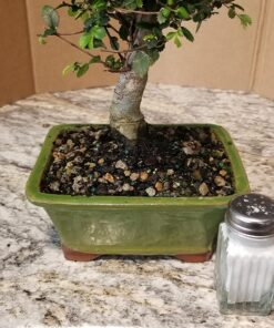 Brussel's Live Chinese Elm Outdoor Bonsai Tree - 5 Years Old; 6" to 8" Tall with Decorative Container Small CERAMIC POT 70 81gZJpthC8L