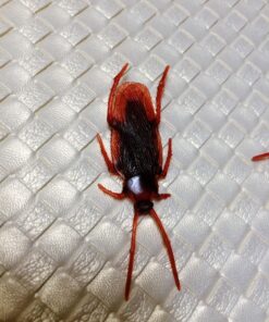 Loftus 12- Fake Roaches Prank Novelty Cockroach 8 81gbiECYQOL