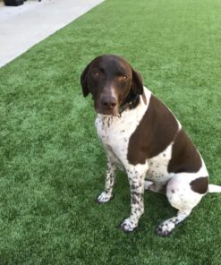 Pogi's Dog Poop Bags with Easy-Tie Handles - 300 Doggy Leak-Proof, Ultra Thick, Scented Poop Bags for Dogs, Cat 300 Count (Pack of 1) 33 81gcTb rvHL