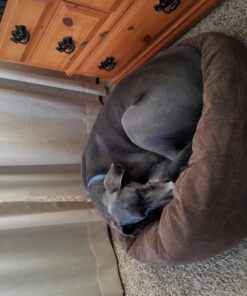 Majestic Pet Rectangle Large Dog Bed Washable – Non Slip Comfy Pet Bed – Dog Crate Bed Super Value Pillow Dog Bed – Dog Kennel Bed for Sleeping - Dog Bed Large Breed 46 x 35 Inch – Solid Khaki 46.0"L x 35.0"W x 7.0"Th 36 81gf9CDrkHL 1