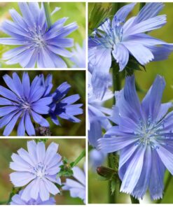 Seed Needs, Chicory Seeds - 500 Heirloom Seeds for Planting Cichorium intybus - Blue Floweres/Wildflowers, Non-GMO & Untreated, Italian Dandelion (2 Packs) 2 Packs (1,000 Seeds) 11 81gflFnf8RL