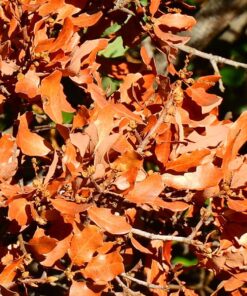 Nikon COOLPIX P900 Digital Camera (Black) 127 81ggtFN67L