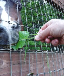 VTech KidiZoom Camera Pix, Pink (Frustration Free Packaging) Frustration-Free Packaging 35 81gkyPWD6AL