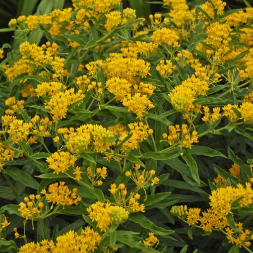 Outsidepride Butterfly Milkweed Asclepias Tuberosa Hello Yellow Garden Plant Seed - 50 Seeds Hello Yellow Milkweed