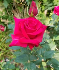 Jack's Classic Blossom Booster 10-30-20 Water Soluble Plant Food for Flowering Plants, 1.5lb 1.5 Pounds 34 81gly9Hk1OL