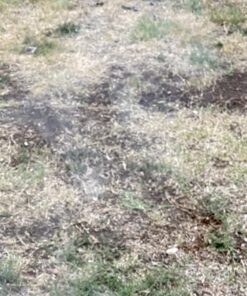 Scotts EZ Seed Patch & Repair Sun and Shade Mulch, Grass Seed, Fertilizer Combination for Bare Spots and Repair, 20 lb 20 lb. 1 Pack 58 81goPMn9yIL 1