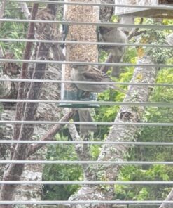 12 Inches Tube Bird Feeders for Outdoors Hanging, 4 Feeding Ports, Hard Plastic Bird Feeder Outdoor Weatherproof and 4 Inch Steel Hanger, Wild Bird Feeders, Finch Feeder, Bird Feeders Outside Hanging 1 4 Ports 45 81gqv0sC1xL