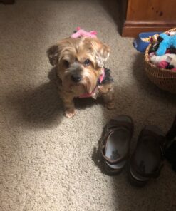 Pet 'n Shape Chik 'N Rice Dumbbells - All Natural Dog Treats, Chicken, 32 oz 2 Pound (Pack of 1) 43 81h yZ9tIDL