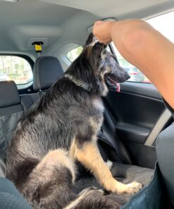 Wild Alaskan Salmon Oil for Dogs & Cats - Omega 3 Skin & Coat Support - Liquid Food Supplement for Pets - Natural EPA + DHA Fatty Acids for Joint Function, Immune & Heart Health 16 Fl Oz 16 Fl Oz (Pack of 1) 49 81h3G1SL3L