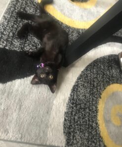 ARM & HAMMER Clump & Seal Platinum Cat Litter, Multi-Cat, 40 lb Clumping Cat Litter 40 lbs 38 81h50zhoZGL