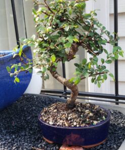 Brussel's Live Chinese Elm Outdoor Bonsai Tree - 5 Years Old; 6" to 8" Tall with Decorative Container Small CERAMIC POT 44 81h6DtPheL