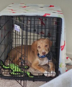 MidWest Homes for Pets Newly Enhanced Single Door iCrate Dog Crate, Includes Leak-Proof Pan, Floor Protecting Feet , Divider Pane l & New Patented Features Medium 45 81h8ARG4ukL