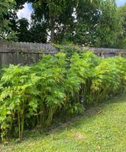 Cosmos Seeds Wildflower Mixture - Bulk 1 Ounce Packet - Over 5,000 Seeds - Pink, Yellow, Orange, Red, Purple and White Mixed Species! 1 Ounce Pouch 50 81h8Qr20ezL