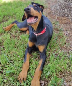 Jerky Treats Tender Beef Strips Dog Snacks 3.75 Pound (Pack of 1) 20 81hCCMtCMJL