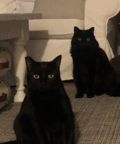 FELIWAY MultiCat Calming Pheromone, 30 Day Refill - 1 Pack 29 81hJVieSTGL