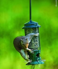 Squirrel Buster Standard Squirrel-proof Bird Feeder w/4 Metal Perches, 1.3-pound Seed Capacity, garden green 22 81hJzKUn EL