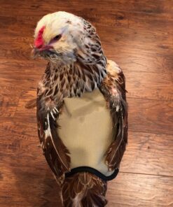 Hen Saver Poultry health equipment Single Strap Hen Apron Chicken Saddle, Khaki, Large US 34 81hRupiAawL