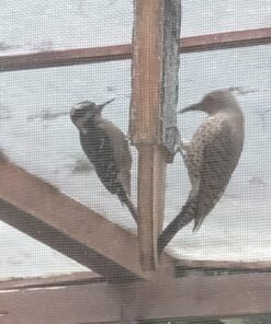 Heath Outdoor Products DD4-12 Heath Bird Suet, Yellow, 11.25 Ounce (Pack of 12) 11.00 Ounce (Pack of 12) 46 81hXuX3Y7L