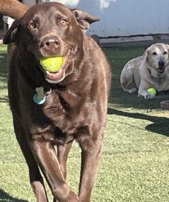 Tourna Mesh Carry Bag of 18 Tennis Balls 23 81ha76GlBCL