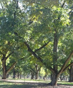 Alternative view of In-Shell Georgia Pecans 5 lb
