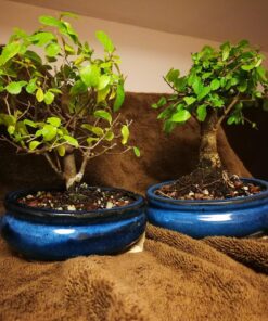 Dyna-Gro BON-008 8 oz Bonsai-Pro Liquid Plant Food, Yellow 30 81hbu Rgq3L