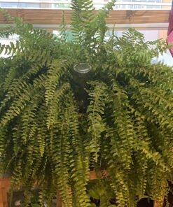 Modern Innovations Ceramic Terracotta Self Watering Spikes (4 Pack) Vacation Automatic Plant Waterer Devices, Indoor/Outdoor Planter Insert, Terra-Cotta Stakes for Potted Plants, Auto-Water System 4 Pack 42 81hmeS4YL