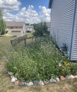 90,000 Wildflower Seeds - 3oz Pure Wild Flower Seed Pack - 25 Variety - Perennial Flower Seeds for Attracting Birds & Butterflies - Open Pollinated, Flower Garden Seeds for Planting Outdoors Perennial (3oz) 43 81hmhWpm3LL 4