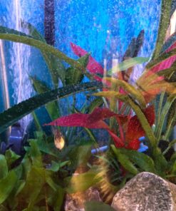 Chemi-Clean - 2 g 2g 49 81hocOWrV9L