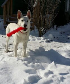 KONG - Squeezz Stick - Strong Squeaky Dog Toy, Squeaks even if punctured - For Large Dogs (Assorted Colors) 24 81hojE9XR1L