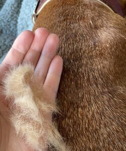 Thunderpaws Best Professional De-Shedding Tool and Pet Grooming Brush, D-Shedz for Breeds of Dogs, Cats with Short or Long Hair, Small, Medium and Large (Yellow) Yellow 34 81hop4Kbw4L