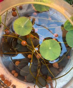 Expanded Clay Pebbles LECA Grow Media for Plants, Orchids, DWC Hydroponics, Aquaponics, Aquaculture Garden Soil Additive Conditioner Amendment Ceramsite Aggregate Cz Garden 2 LBS Cz Expanded Clay Pebbles 59 81ht3RriK0L