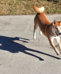 Nature's Miracle Deodorizing Bath Wipes for Dogs 29 81hzTbXV8GL