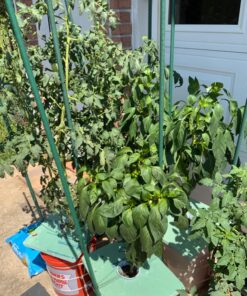 General Hydroponics MaxiGro Plant Food For Vigorous Growth, 2.2 lb 44 81i bxw0uvL