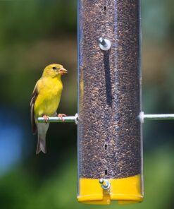 Wagner's 62050 Nyjer Seed Wild Bird Food, 10-Pound Bag 25 81i2smpJGLL