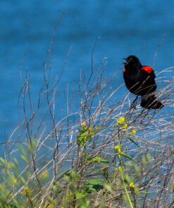 OM SYSTEM OLYMPUS M.Zuiko Digital 40-150mm F4.0-5.6 R Black For Micro Four Thirds System Camera, 3.75x Zoom Lens, Portable Design Standard Packaging 94 81i3r3pZ7tL