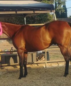 World-Class Grooming for Horses: The English Rider's Complete Guide to Daily Care and Competition 7 81i8U7W3uQL